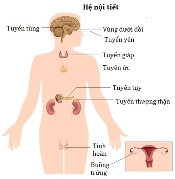 Module Nội tiết - chuyển hóa 