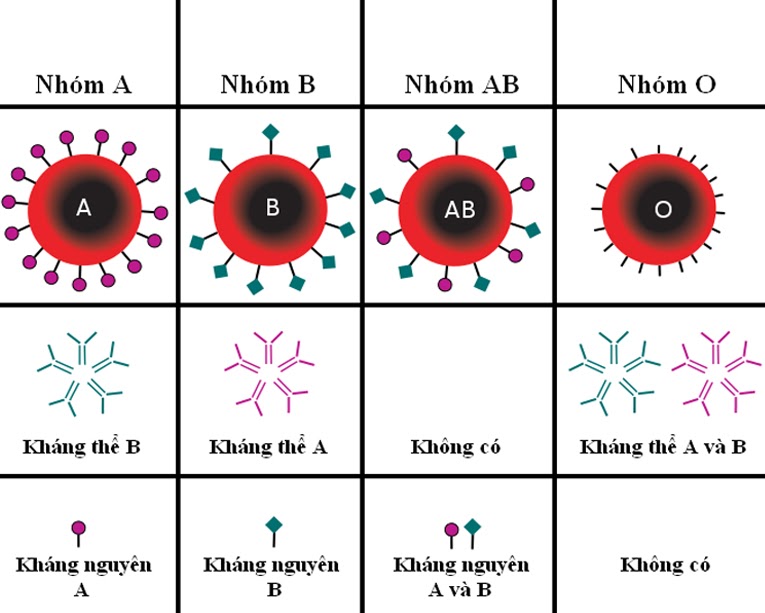 Huyết học 2: Huyết học đông máu, truyền máu