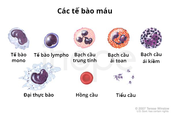 Huyết học 1: Huyết học tế bào
